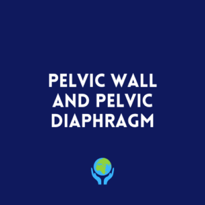 Pelvic Wall and Pelvic Diaphragm