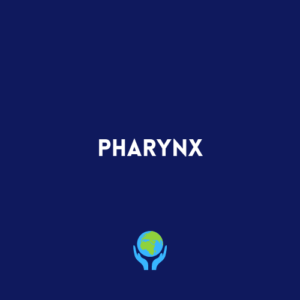 Pharynx