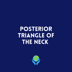 Posterior Triangle of the Neck