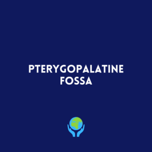 Pterygopalatine Fossa
