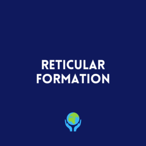 Reticular Formation