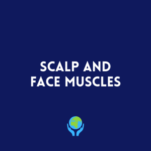 Scalp and Face Muscles