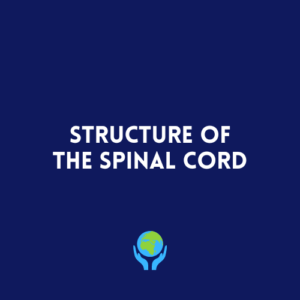 Structure of the Spinal Cord