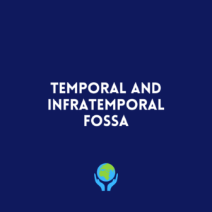 Temporal and Infratemporal Fossa