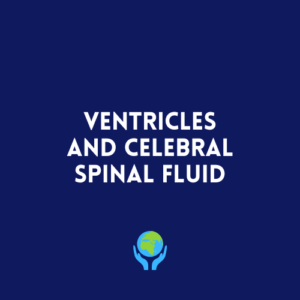 Ventricles and Cerebral Spinal Fluid