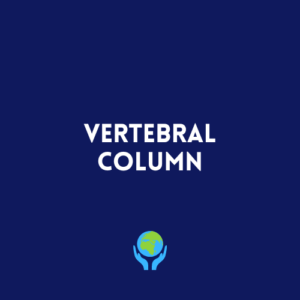 Vertebral Column