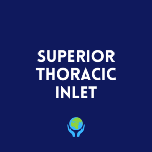 Superior Thoracic Inlet