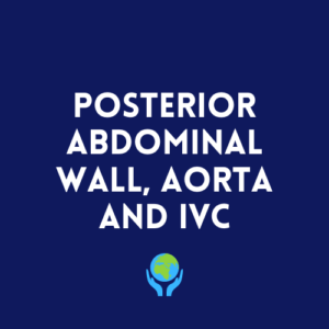 Posterior Abdominal Wall, Aorta and IVC